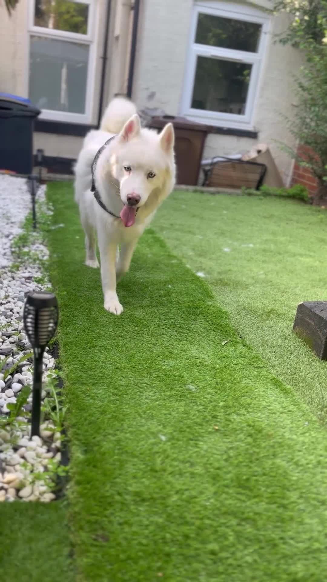 Siberian Husky dogs for sale: Beautiful Husky Open to Offers - Video 1
