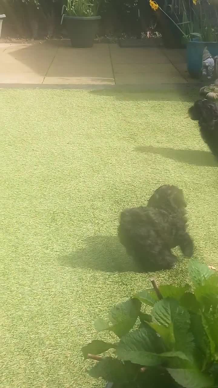 Shihpoo dogs for sale: Shihpoo pups ready to go - Video 1