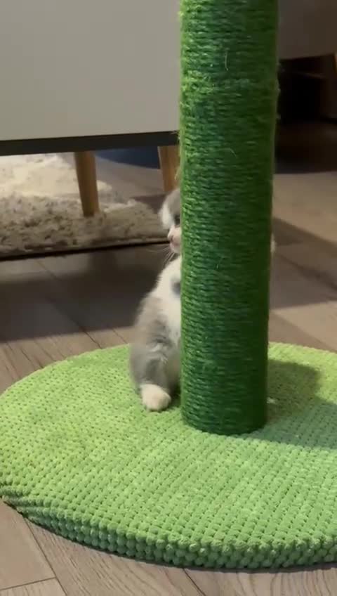 British Shorthair cats for sale: Pure British Shorthair Kitten - Video 1