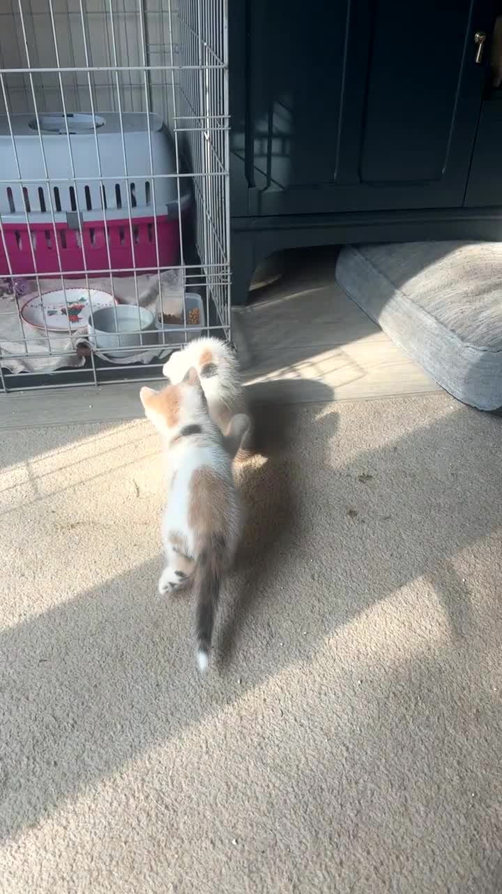 Domestic Shorthair cats for sale: Female Calico kitten  in Crewe - Video 1