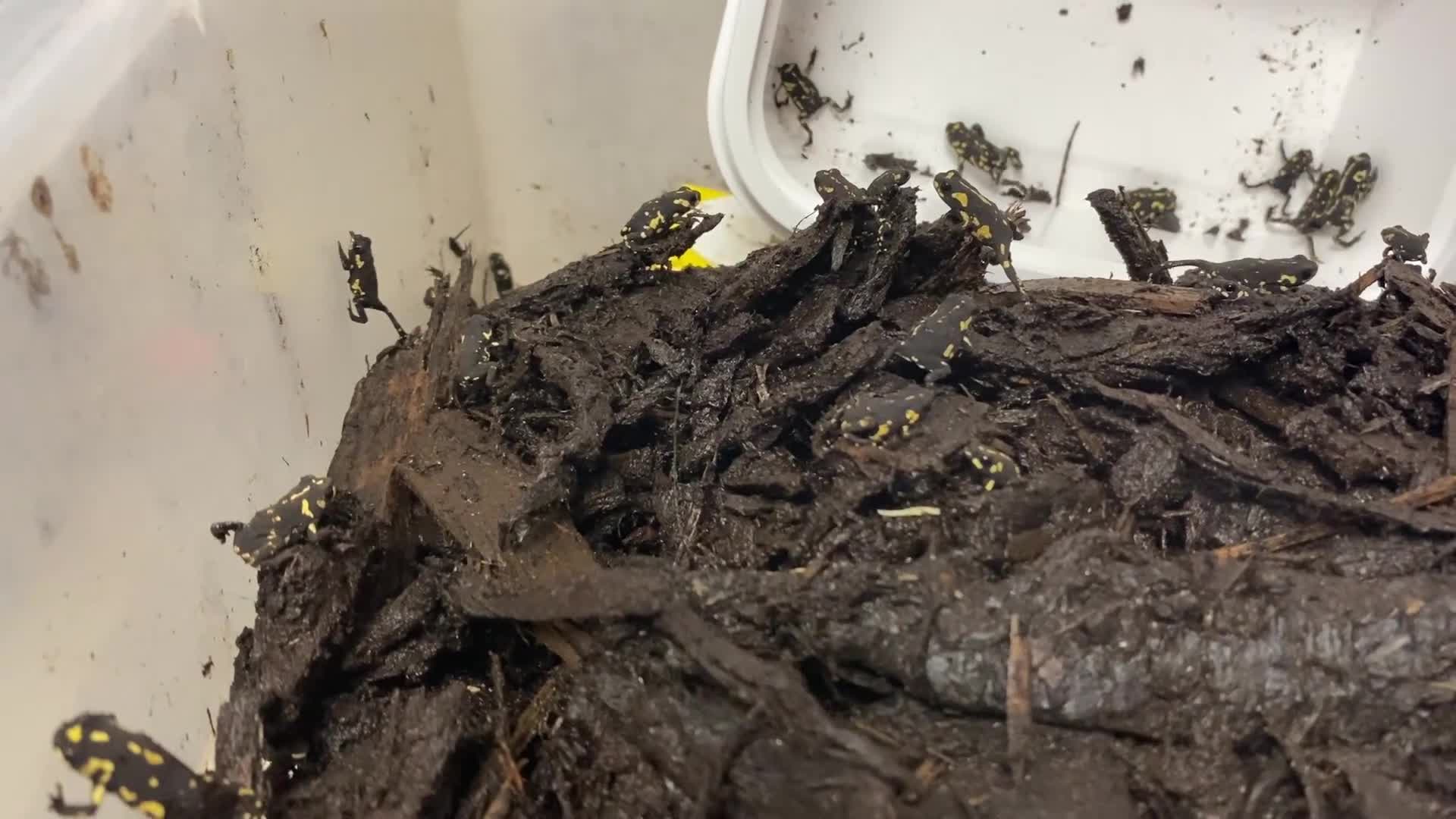 Frog reptiles for sale: UK Captive bred Mantella aurantiaca - Video 1