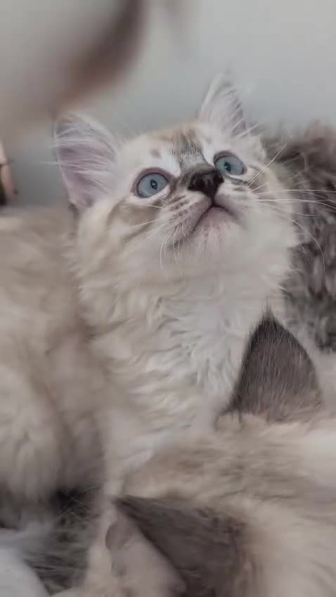 Maine Coon cats for sale: Maine coon ragdoll kittens for devoted owners in Paisley - Video 1