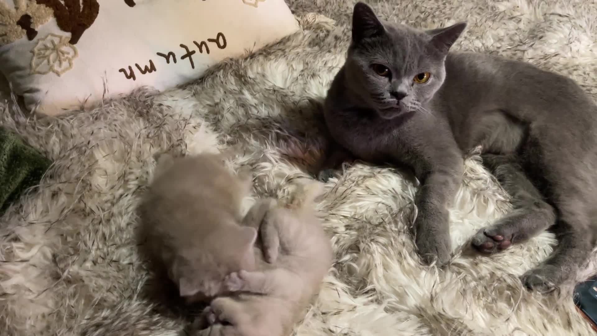 British Shorthair cats for sale: Two adorable boys British Shorthair - Video 1