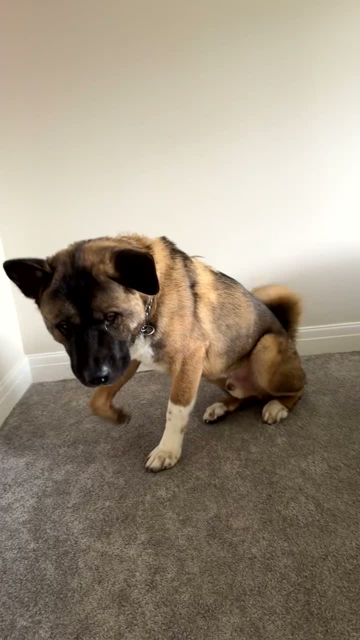 Akita dogs for sale: Maxi  in Pontypridd - Video 1