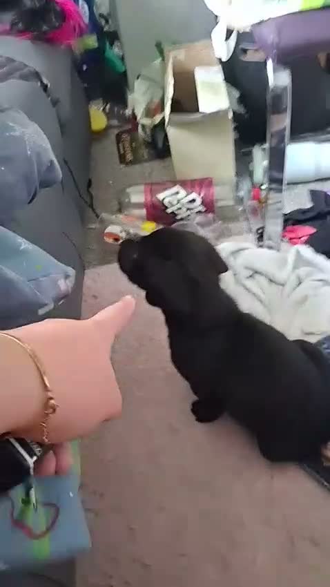 Labrador Retriever dogs for sale: Black Labrador  in Bradford - Video 1