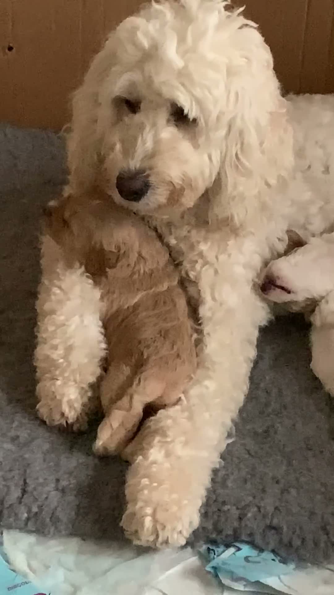 Goldendoodle dogs for sale: 🌟Premium Multi-Gen Doodle Puppies – Rare Colours  - Video 1
