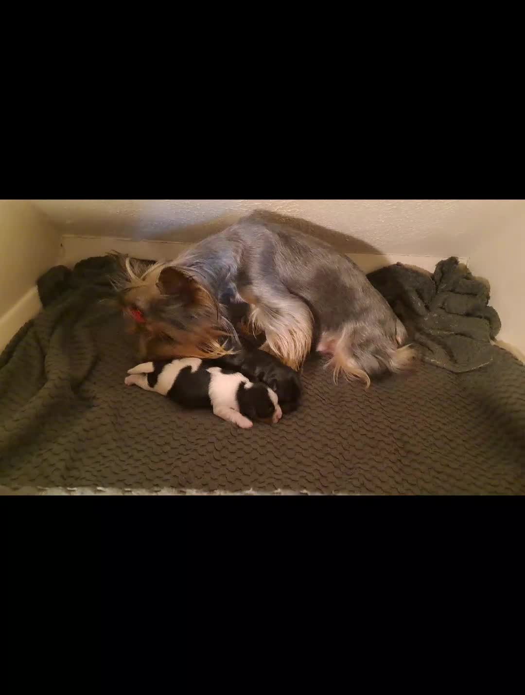 Yorkshire Terrier dogs for sale: Beautiful Biewer Yorkshire pups*LASTBOY Readynow* in Andover - Video 1