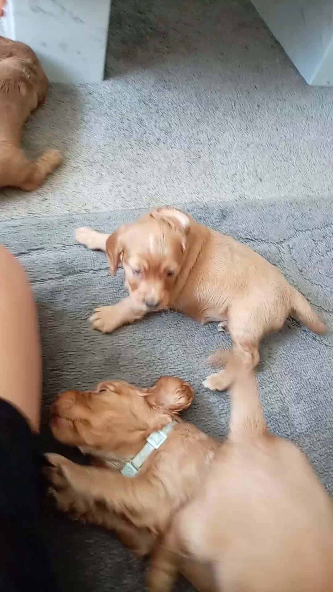 Cocker Spaniel dogs for sale: 5 Beautiful Golden Cocker Spaniel Puppies - Video 1
