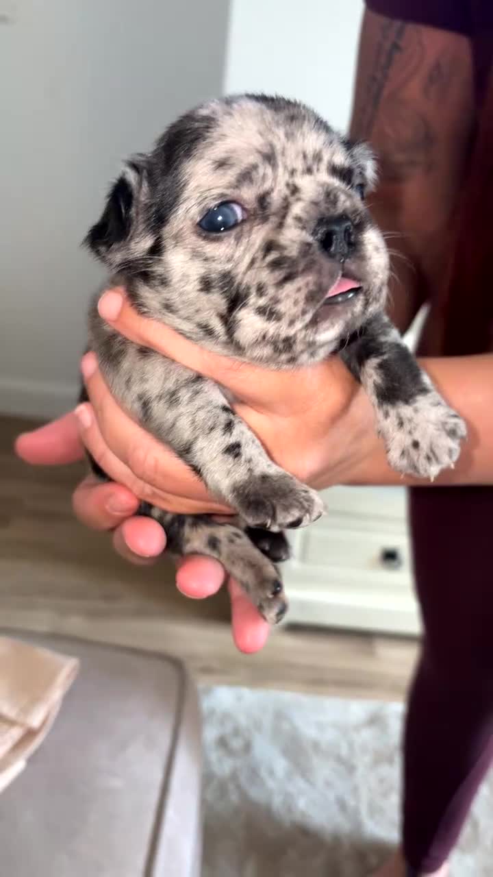 French Bulldog dogs for sale: Frenchie pups for sale! in Liverpool - Video 3