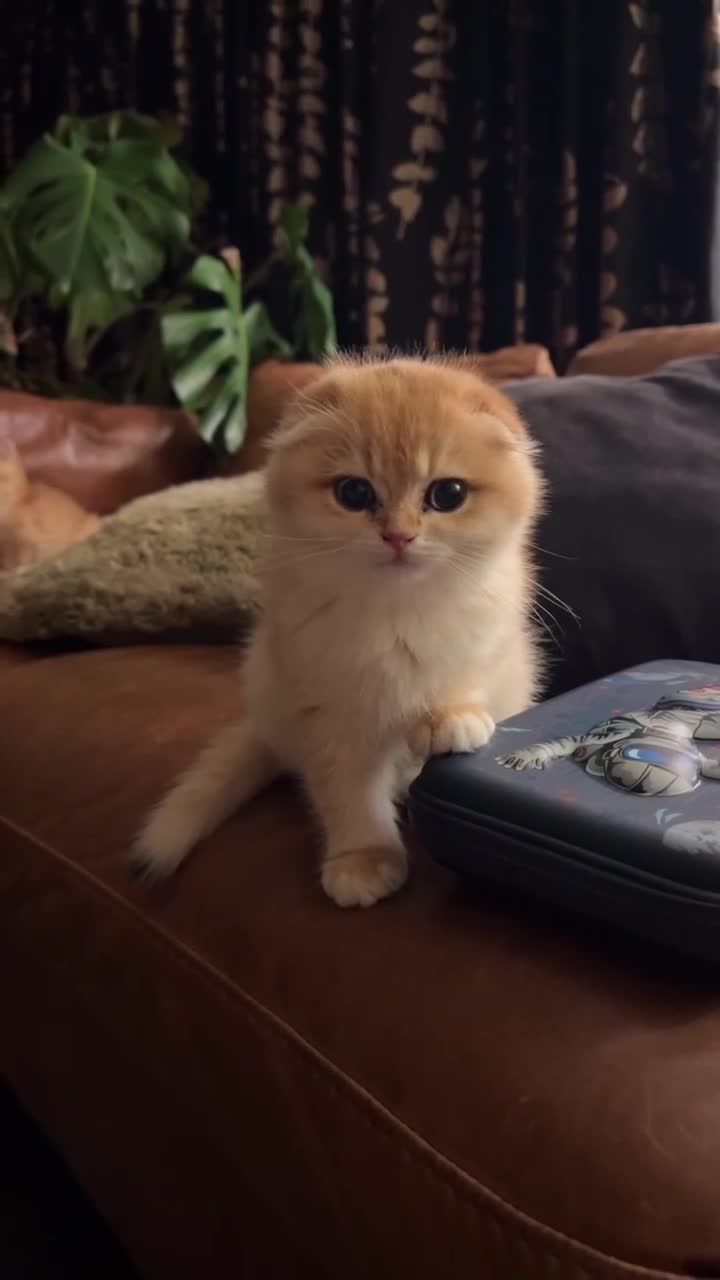 Scottish Fold cats for sale: Scottish fold golden kittens NY11 NY12 - Video 2