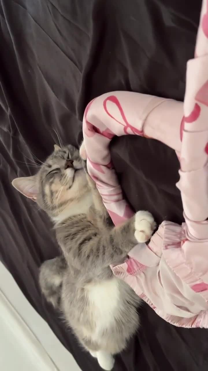 Mixed Breed cats for sale: Sweet Female Cats: Silver Tabby & Grey Longhair - Video 1