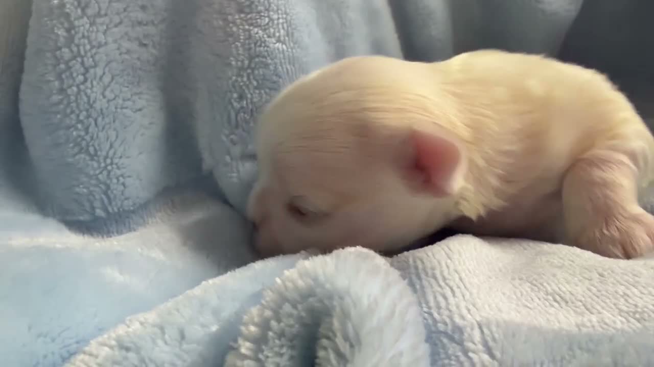 Maltese dogs for sale: ✨💫🌟Bambelina Maltese✨💫🌟Korean Maltese Puppies  - Video 1
