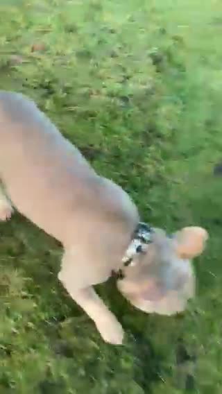French Bulldog dogs for stud: Now FBCE GOLD! x OFFER- Fertility package inc in Matlock - Video 1
