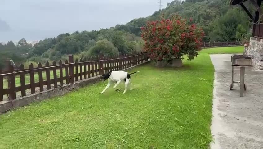 Pointer dogs for adoption: Pointer, Duke  - Video 1