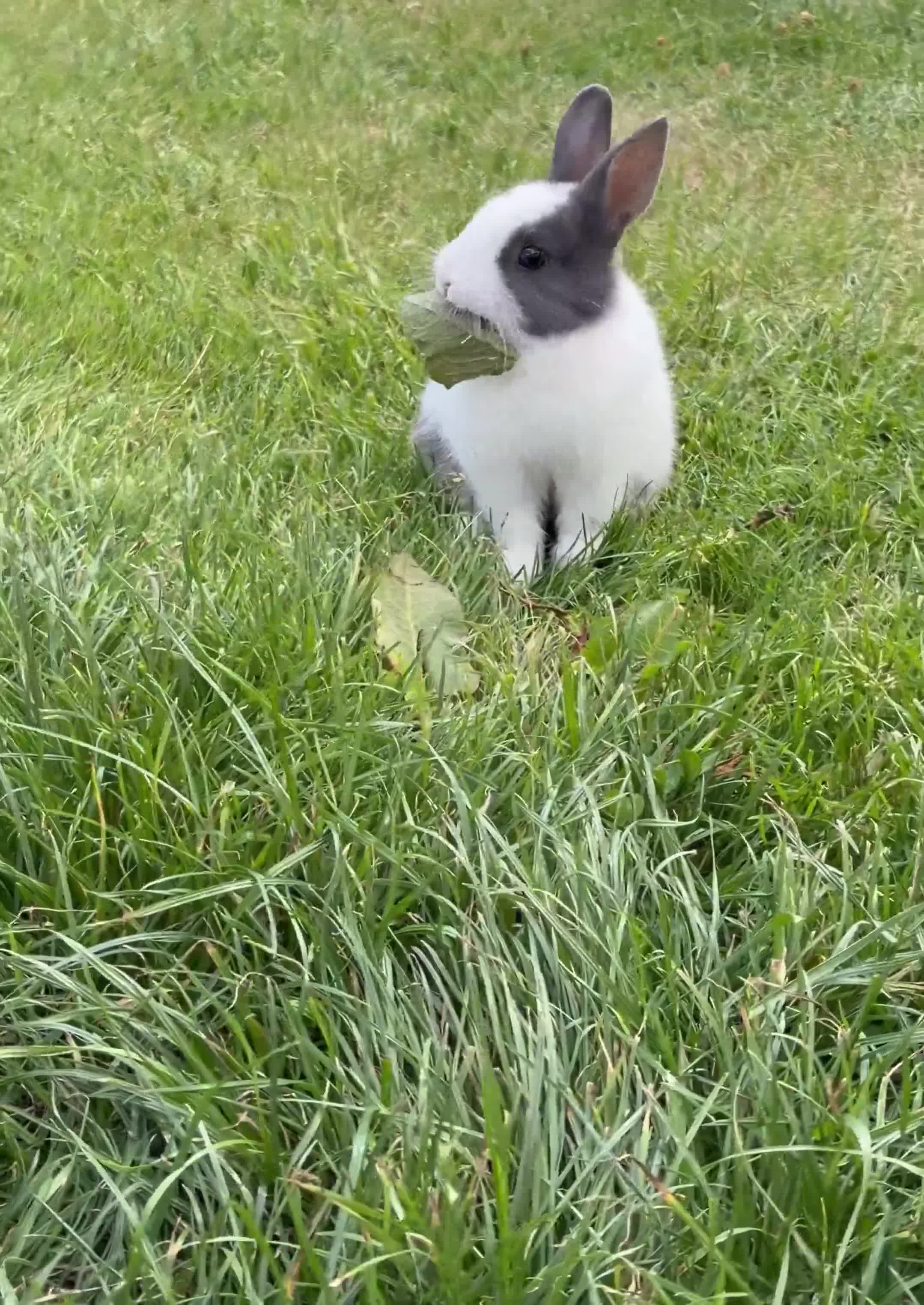 Netherland Dwarf rabbits for sale: Ready to go 3 Left Netherland Dwarf Bunnies  - Video 1