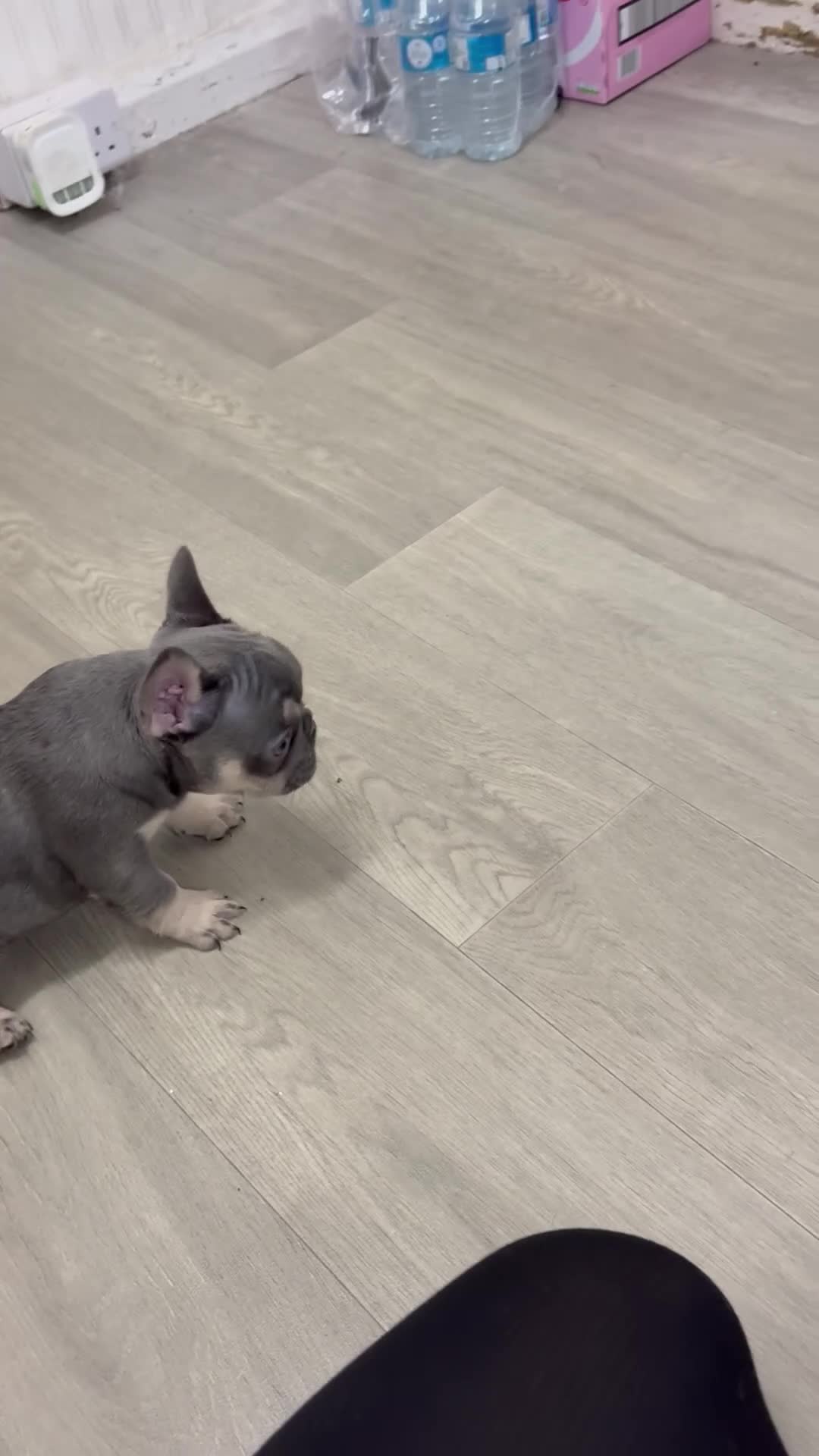 French Bulldog dogs for sale: Beautiful female frenchie  - Video 1