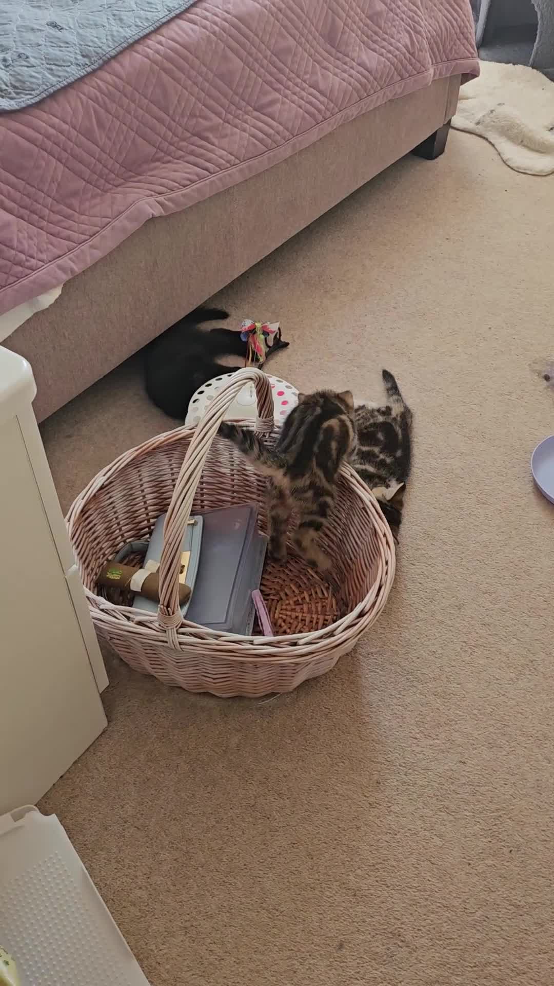 Domestic Shorthair cats for sale: Adorable kittens -Hayling island  - Video 5