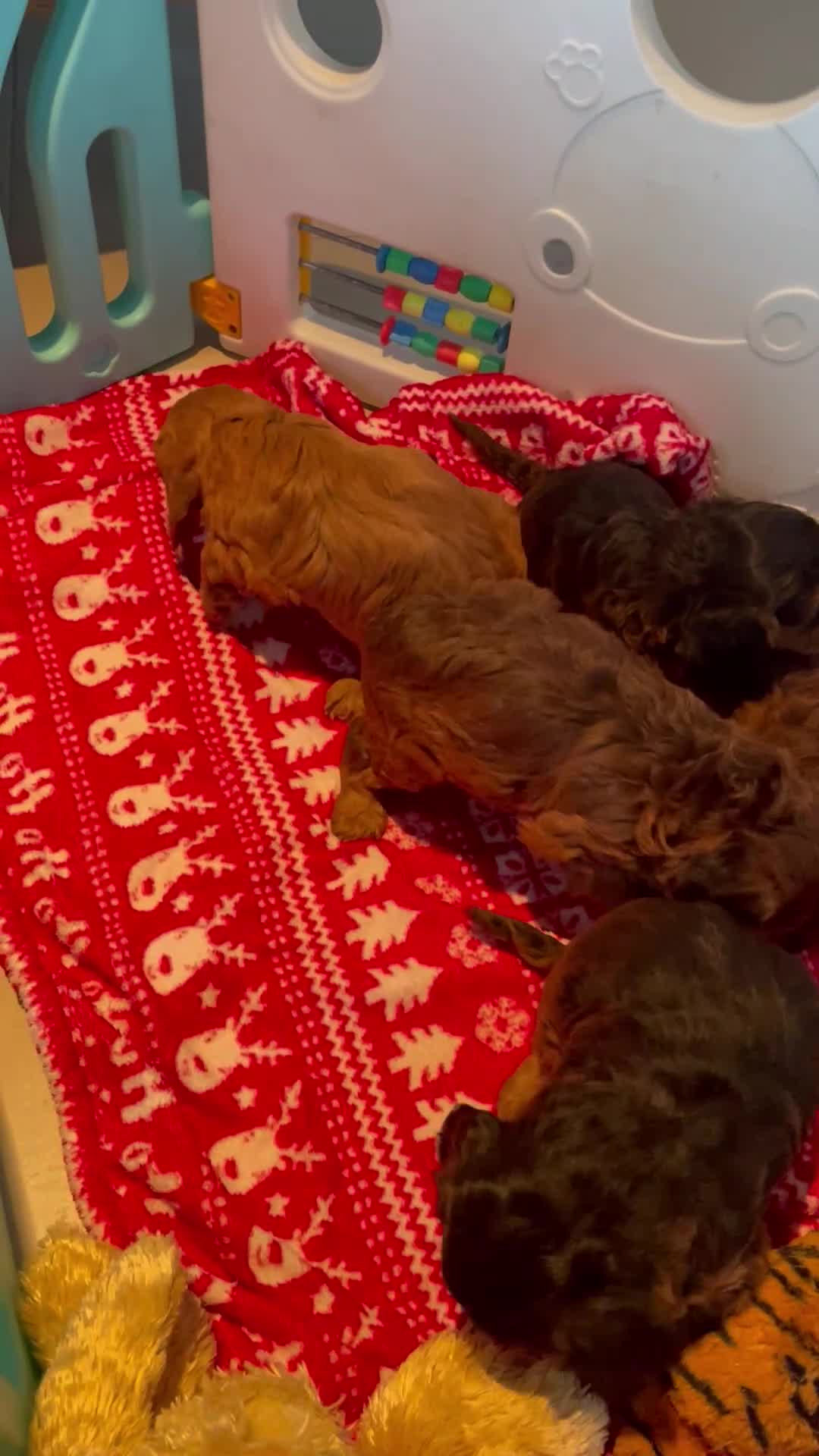 Cockapoo dogs for sale: F1 MINIATURE SHOWLINE COCKAPOO PUPPIES - Video 1