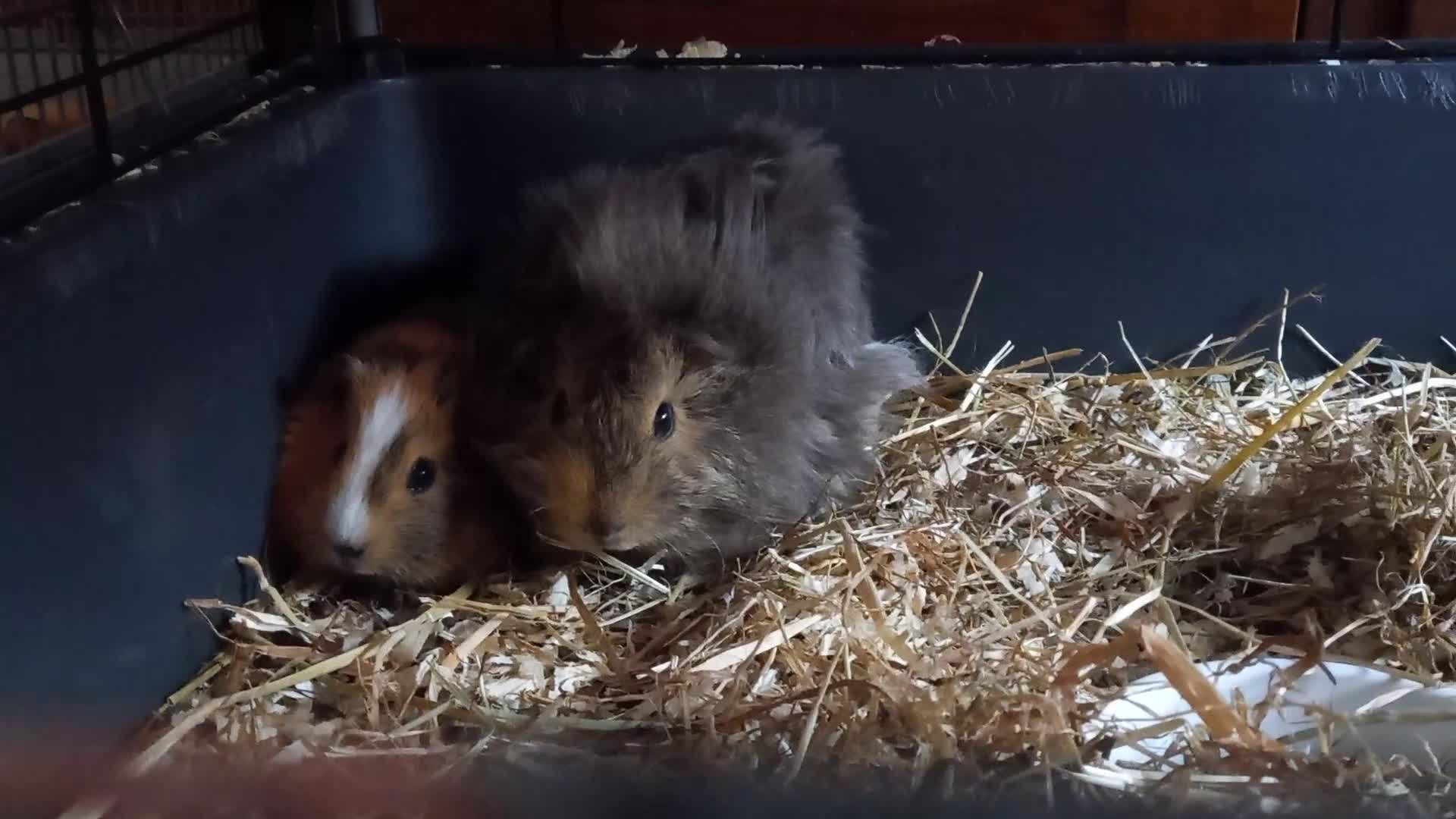 Guinea Pig rodents for sale: Baby male guinea pig pairs - Video 2