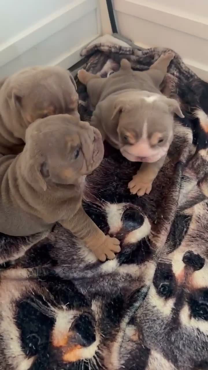 English Bulldog dogs for sale: English bulldog puppies ready to leave in 4 weeks  - Video 4