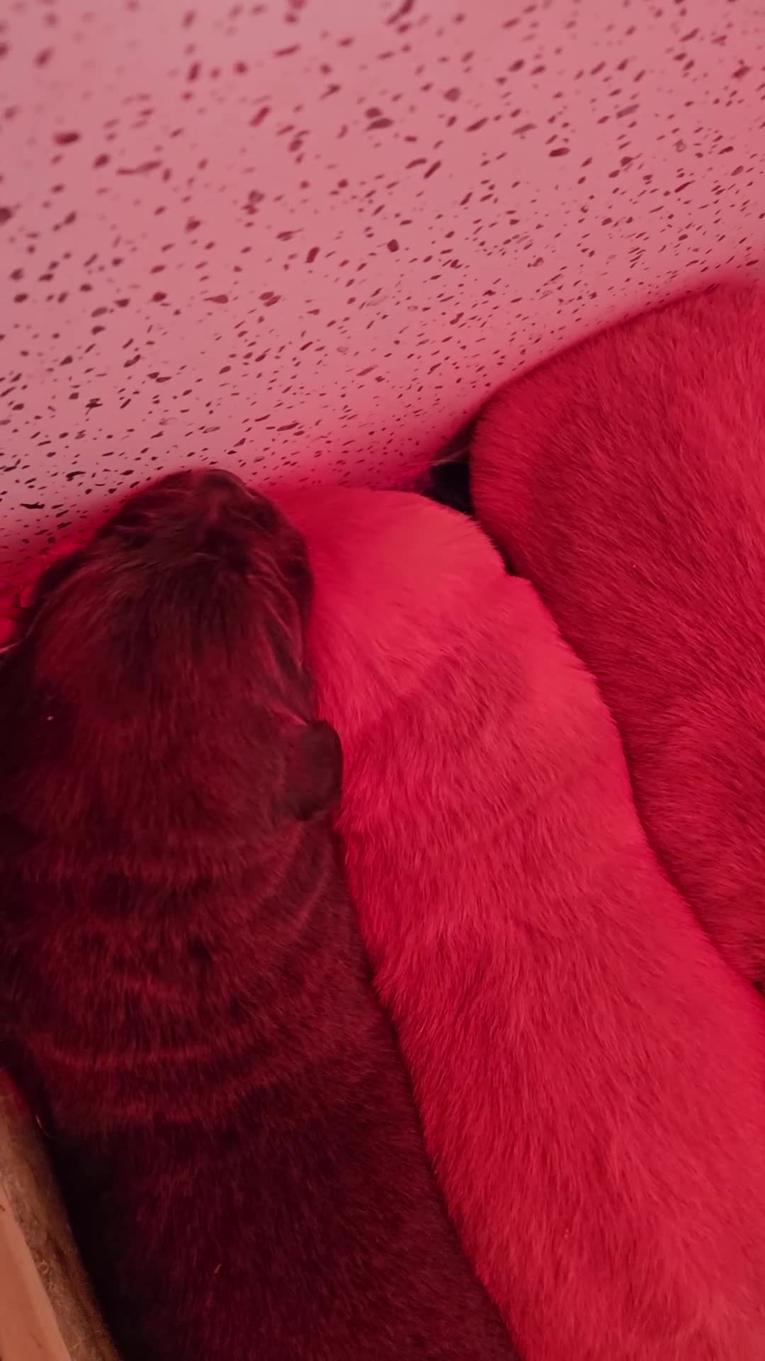 Labrador Retriever dogs for sale: New litter kc reg Labrador puppies  - Video 1