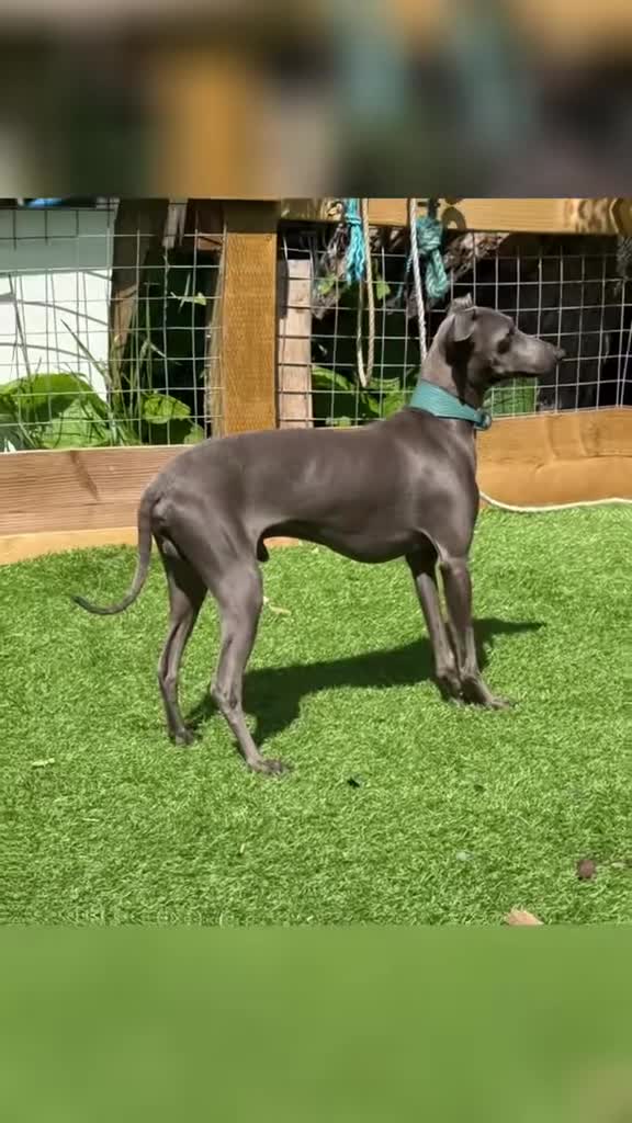 Italian Greyhound dogs for stud: Spanish import KC Italian greyhound for stud - Video 1