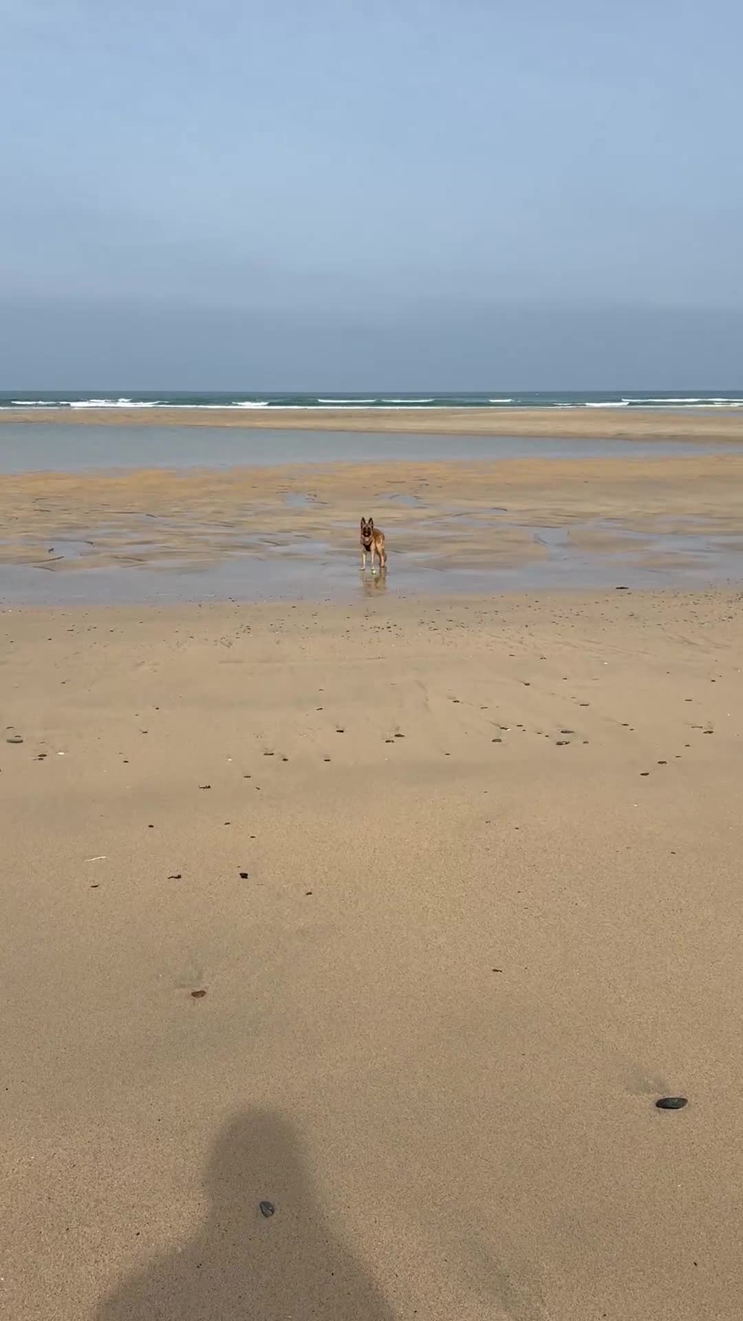 German Shepherd dogs for sale: 9 month old German Shepherd - Video 2