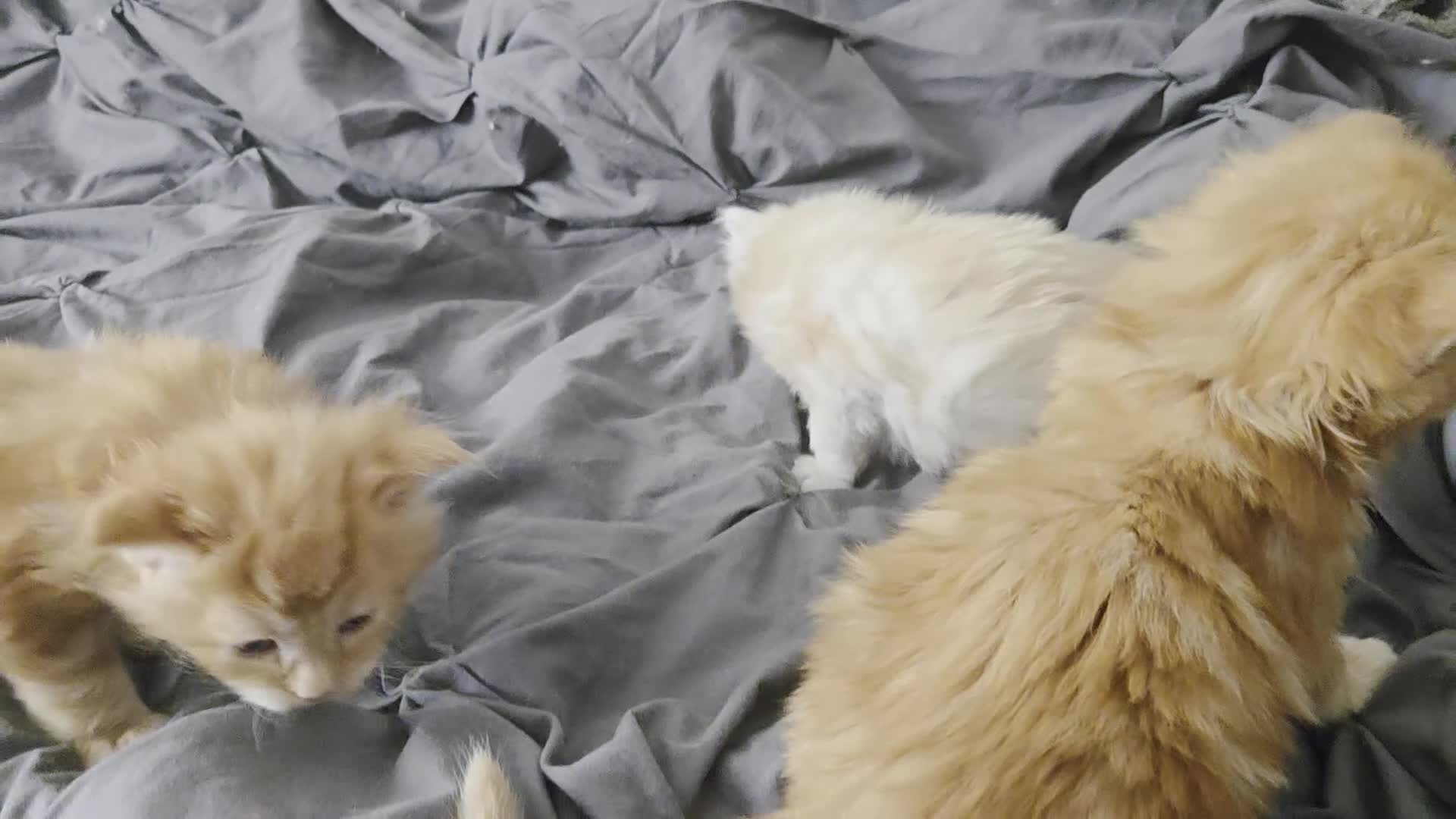 Maine Coon cats for sale: 🐾 Stunning Full Maine Coon Kittens 🐾 - Video 1