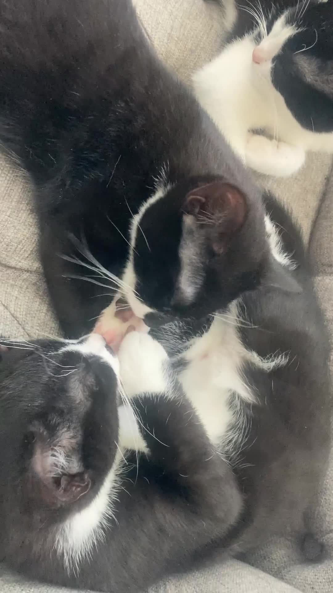 Mixed Breed cats for sale: Female black and white kitten - Video 1