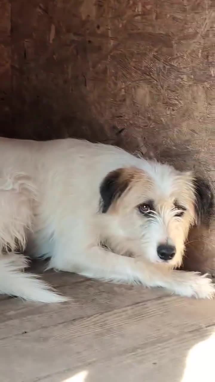 Mixed Breed dogs for adoption: Bonded Trio Seeking Sanctuary 🐾 - Video 2