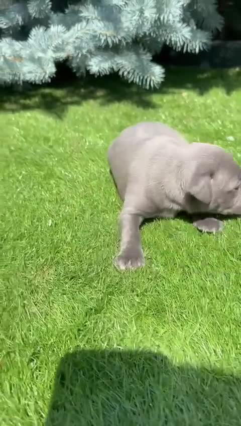 Staffordshire Bull Terrier dogs for sale: Staffordshire bull terrier puppies - Video 1