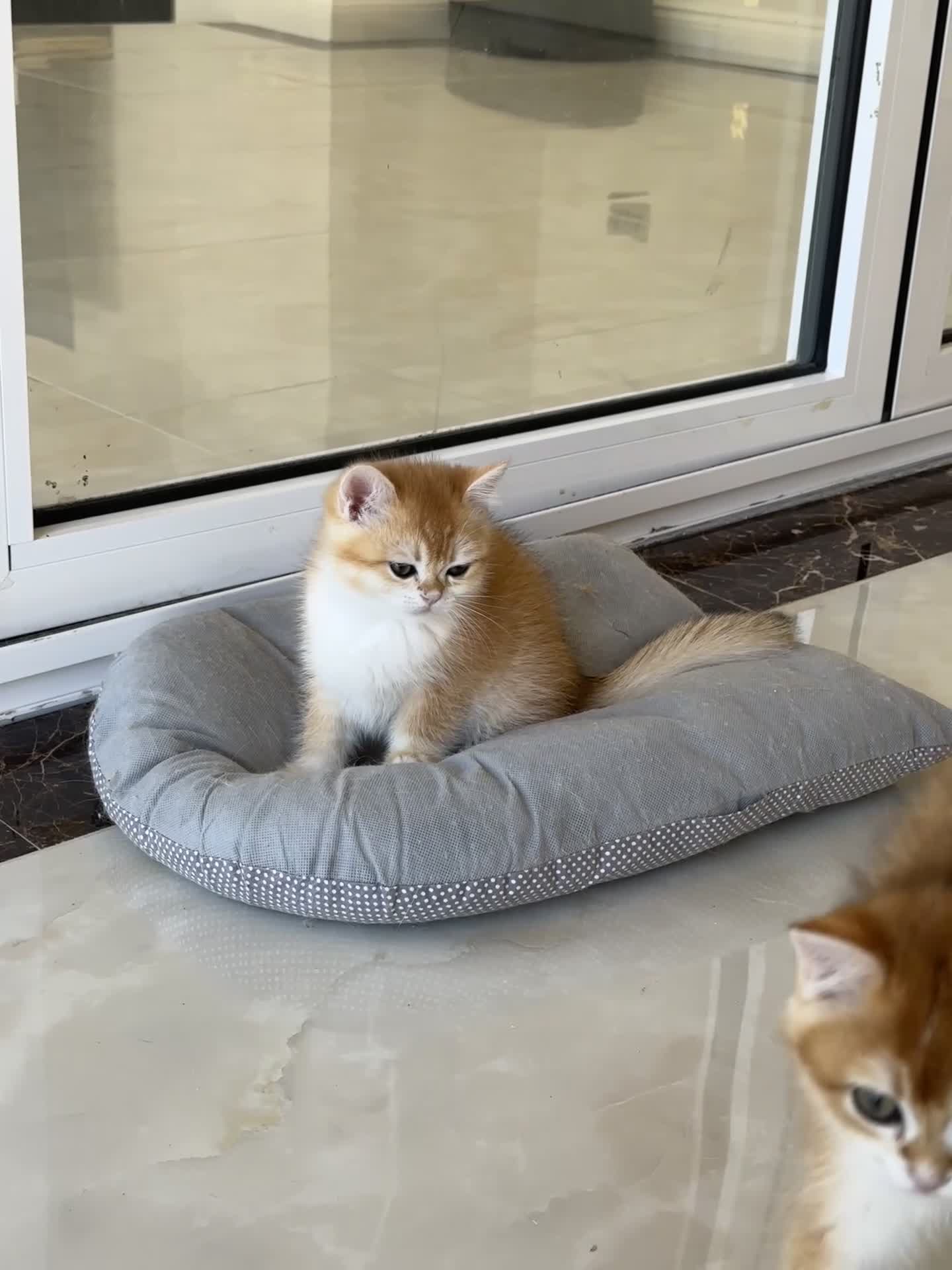 British Shorthair cats for sale: Golden shaded British Shorthair kittens Teddies  - Video 2