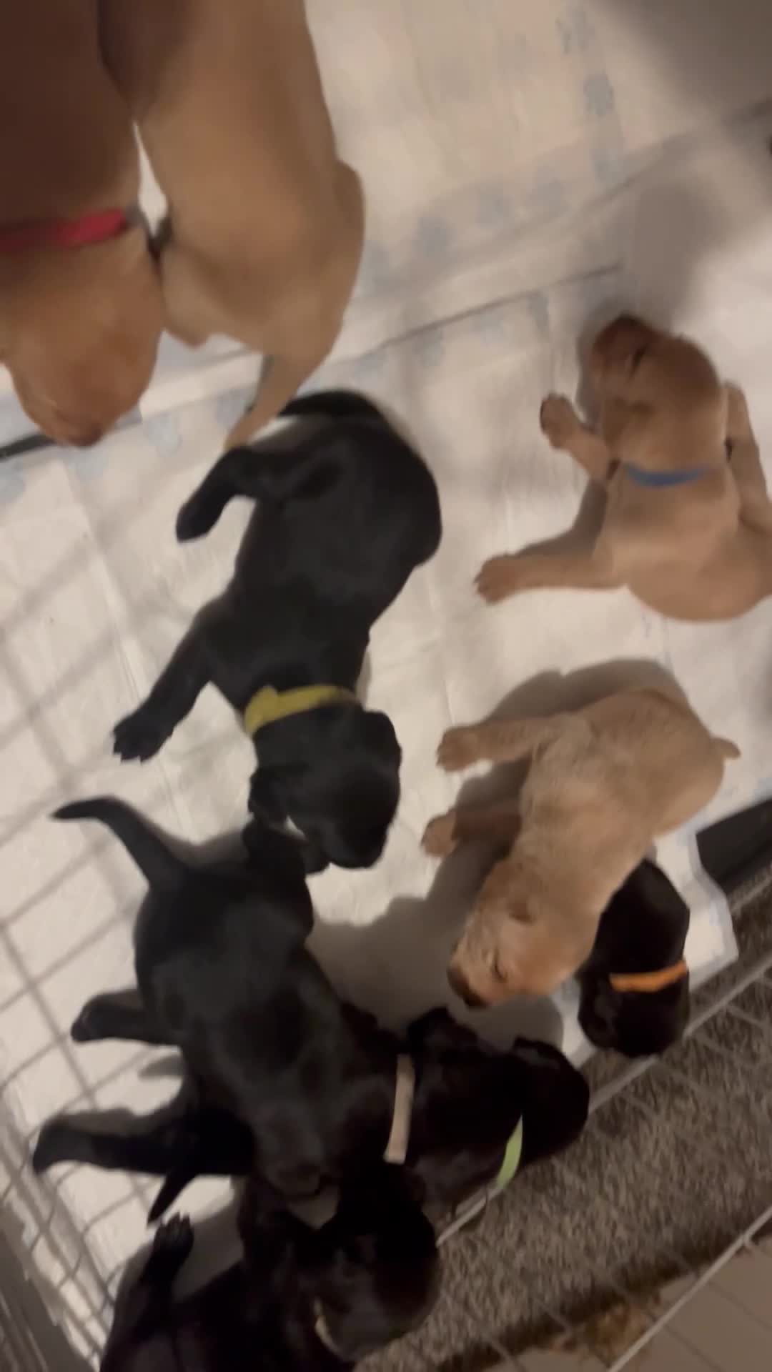 Labrador Retriever dogs for stud: KC registered Labrador in Bishop Auckland - Video 1