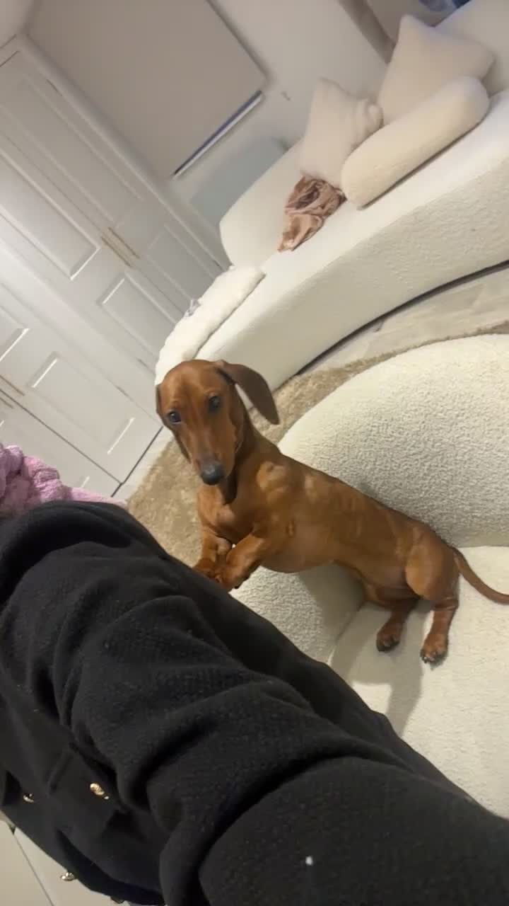 Dachshund dogs for sale: Sausage dog  - Video 1