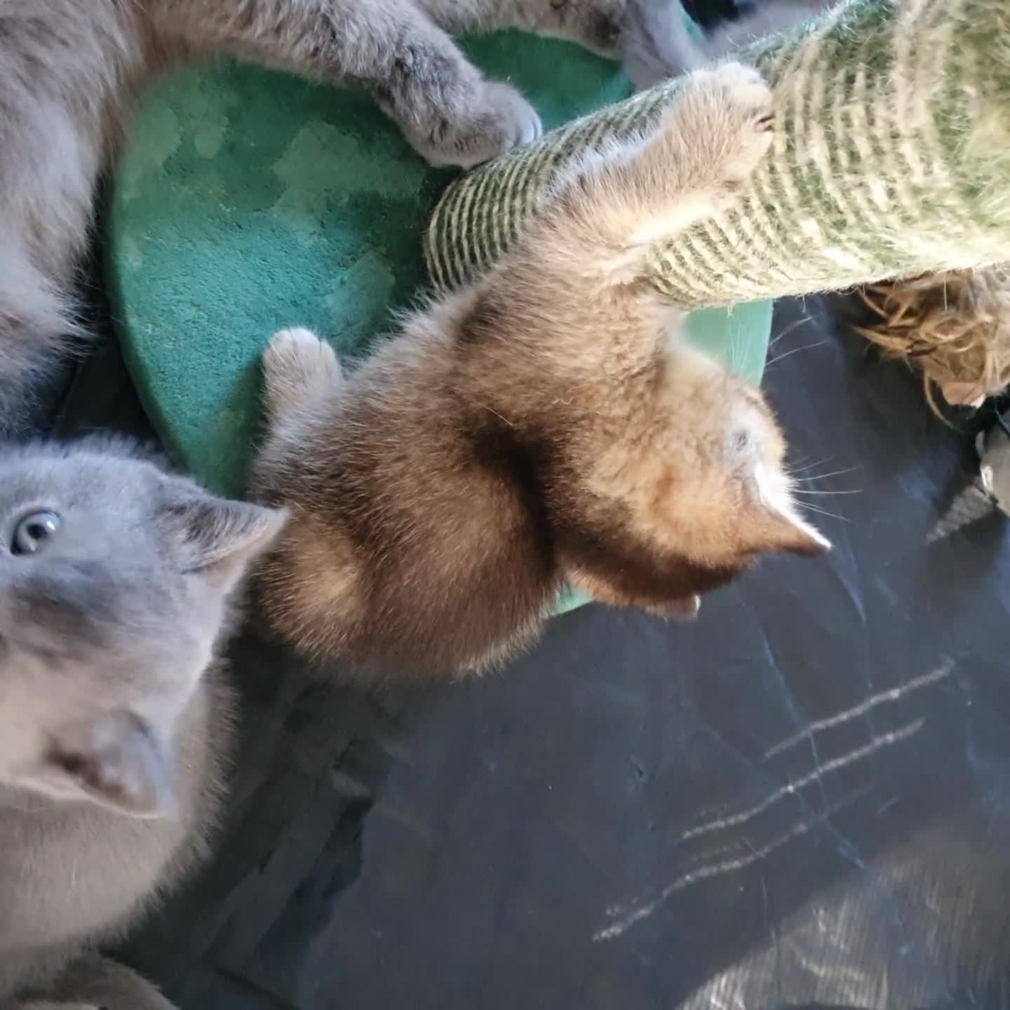 Scottish Fold cats for sale: 🐾 Adorable Scottish Fold Kittens  - Video 3