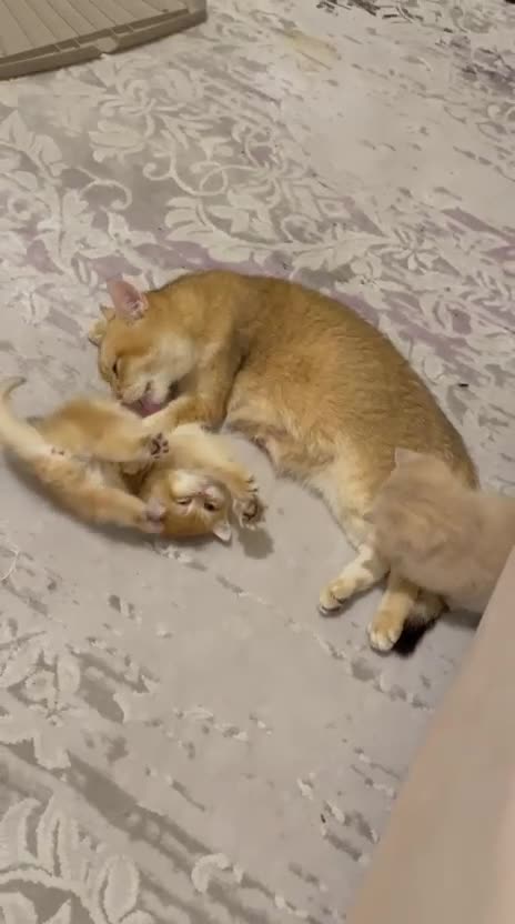 British Shorthair cats for sale: 🐾 PUREBRED GOLDEN BSH KITTENS🐾 - Video 1