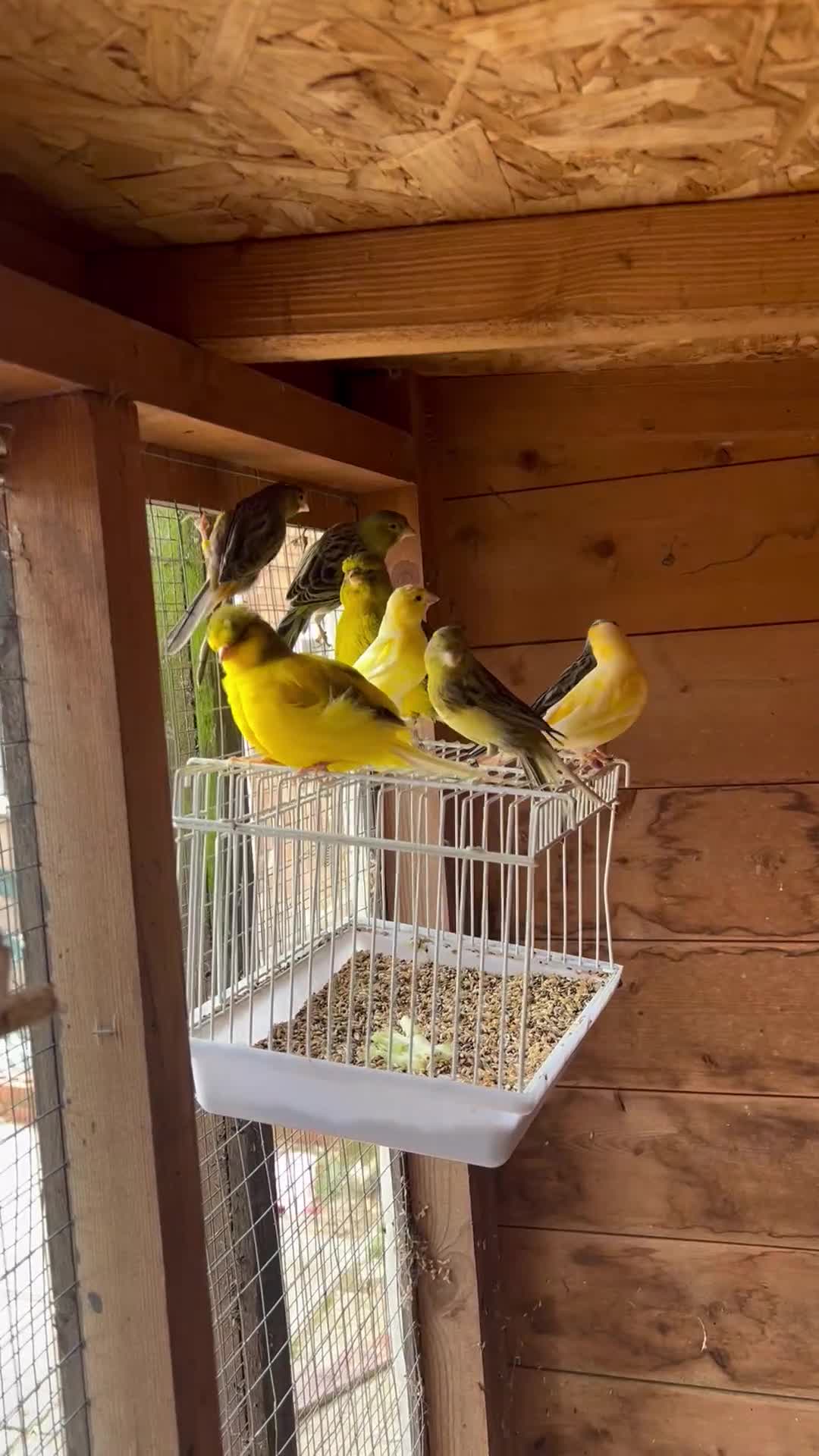 Canaries birds for sale: 15 canaries for sale  - Video 1