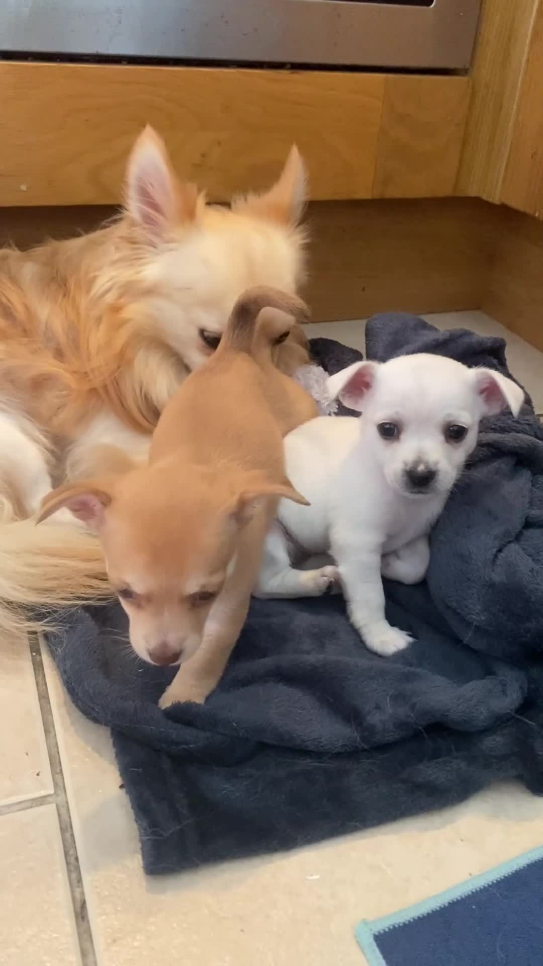 Chihuahua dogs for sale: Four beautiful chihuahua puppies 1 boy 3 girls  - Video 4