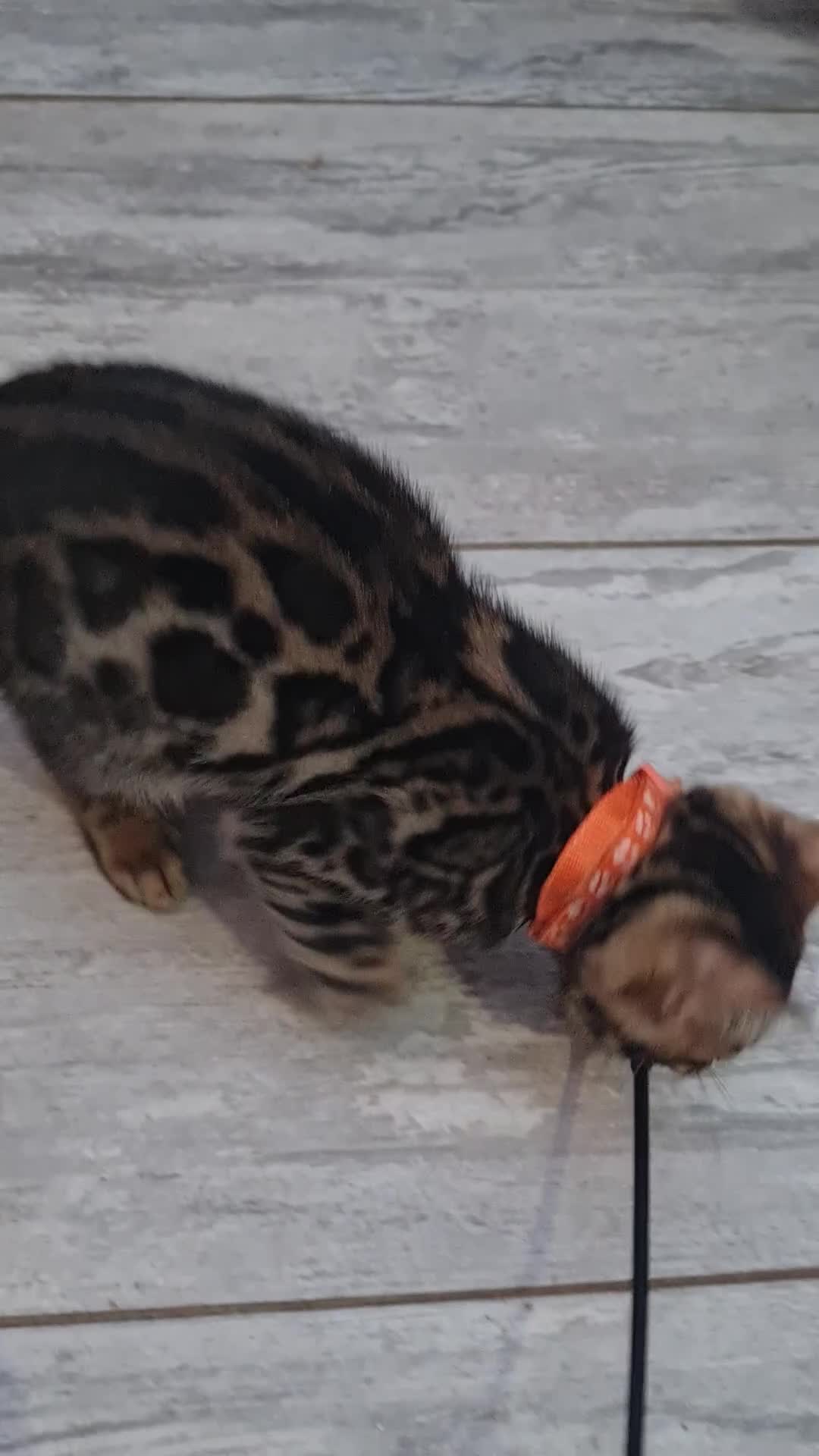Bengal cats for sale: ❤️ Gorgeous Pure Bengal Babies! ❤️ - Video 4