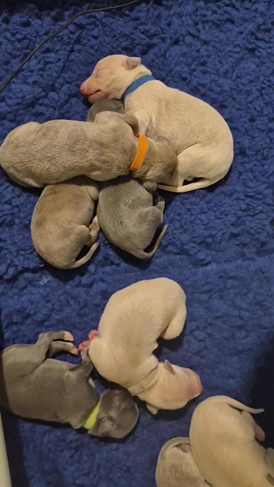 Whippet dogs for sale: KC Whippet Puppies - Champion Lines - Video 1