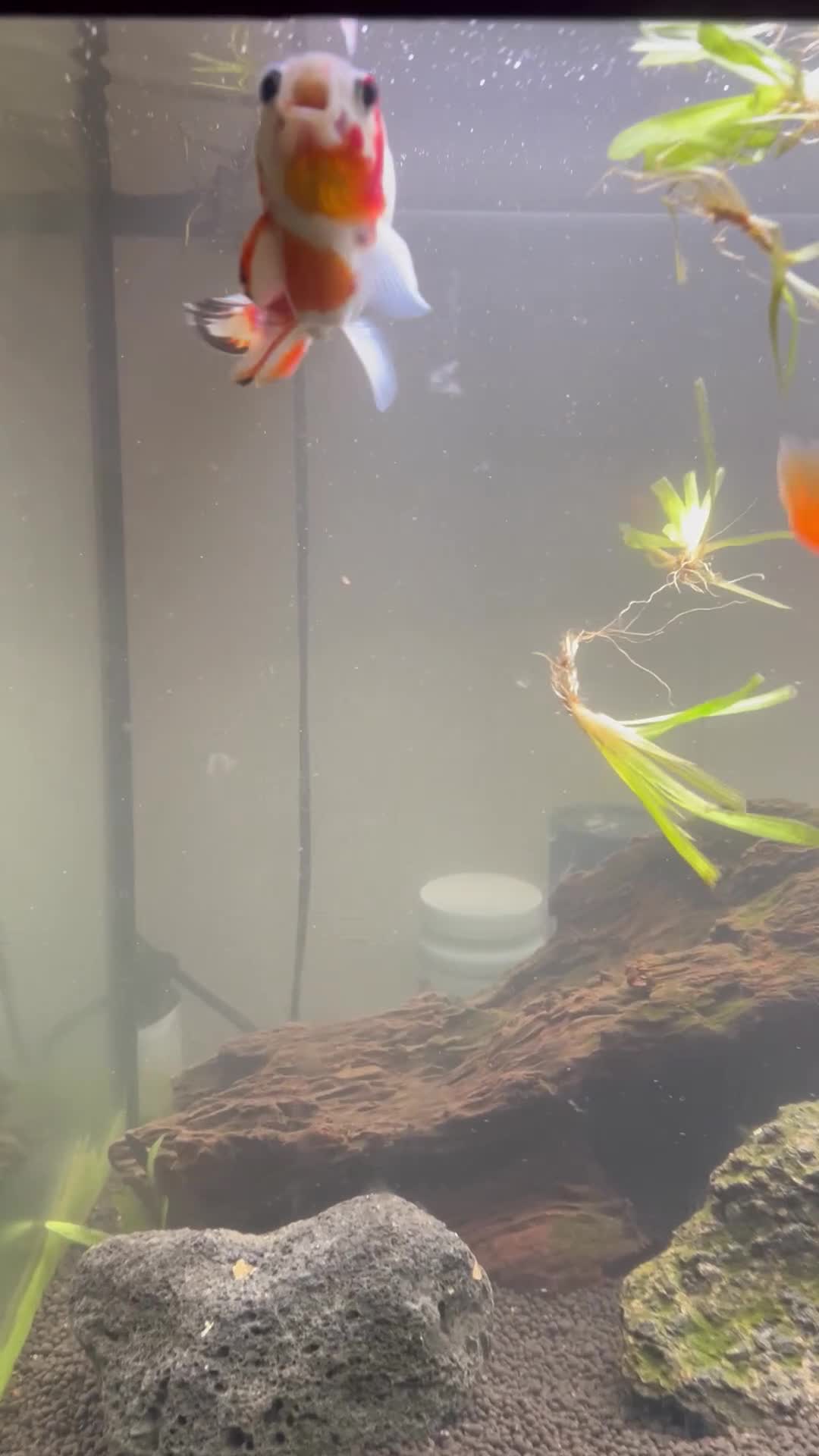 Goldfish fish for sale: 2 x goldfish 1x weather loach - Video 1