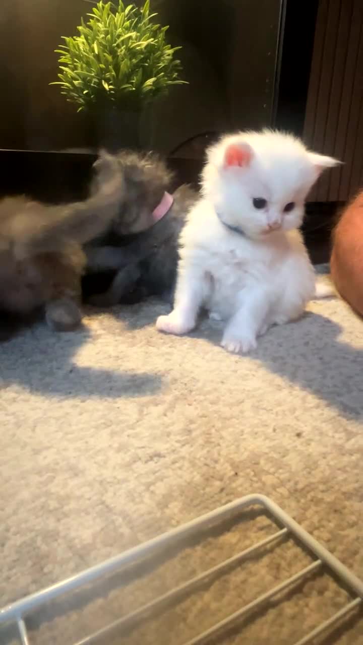 Maine Coon cats for sale: Maine coon kittens for sale  - Video 4