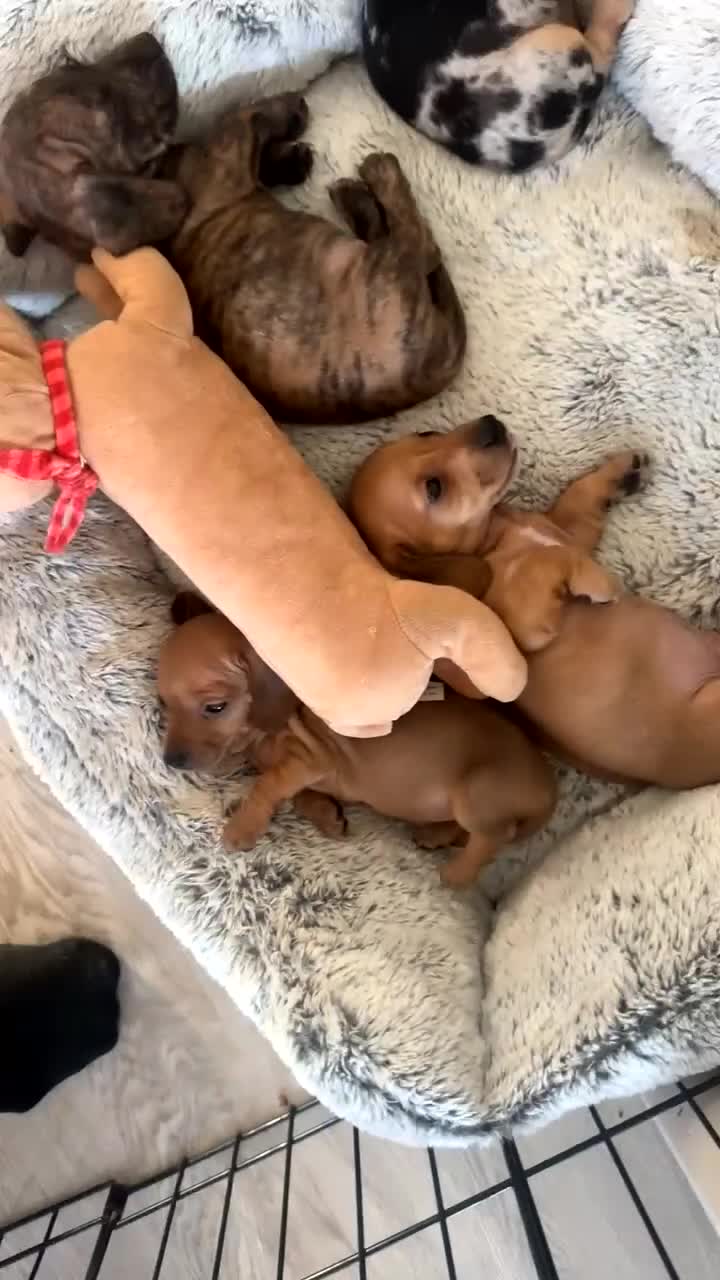 Miniature Dachshund dogs for sale: 9 Week Old Miniature Dachshund puppies in Southampton - Video 1