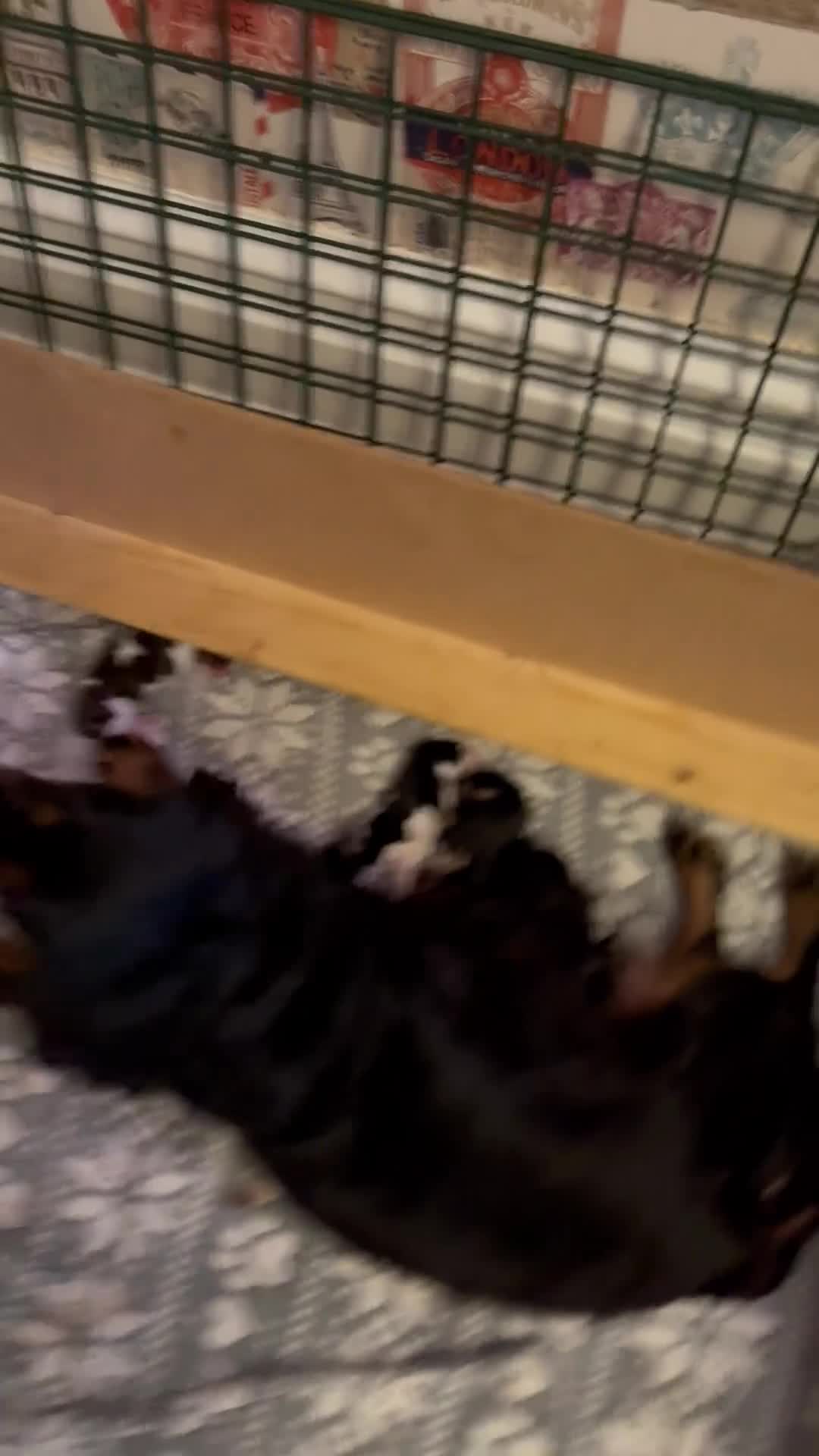 Cavalier King Charles Spaniel dogs for sale: Cavalier King Charles carries of Chocolate Gene - Video 2