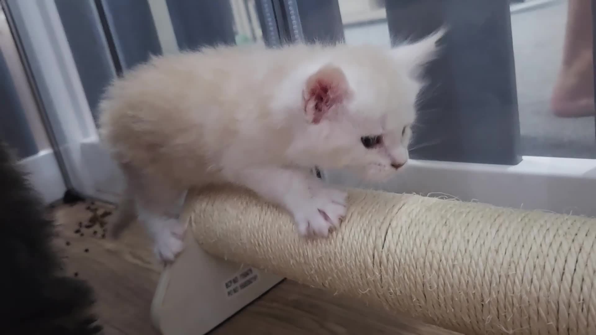Maine Coon cats for sale: Outstanding TICA registered Maine Coon Kittens - Video 2