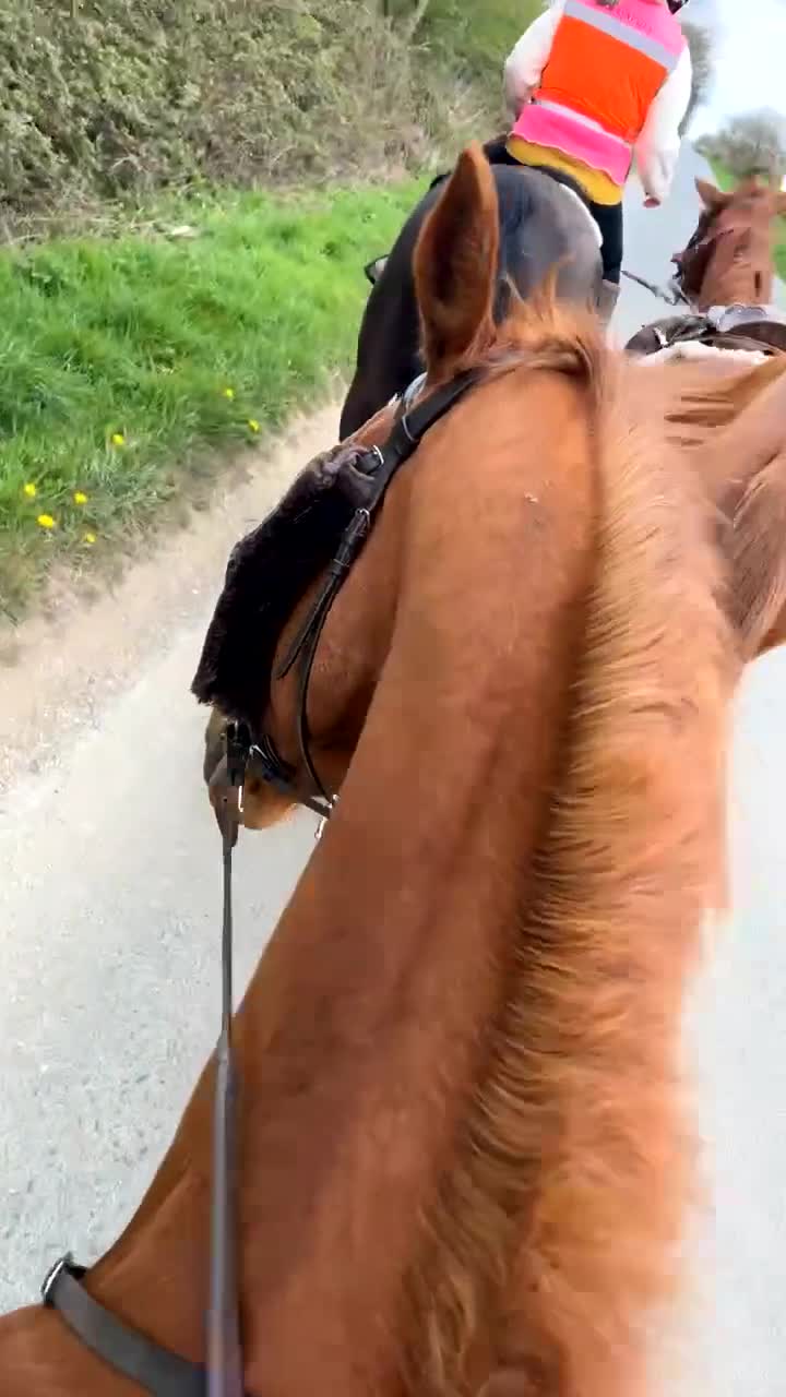 Irish Thoroughbred horses for sale: Chestnut Tb Mare 5 years old  - Video 2