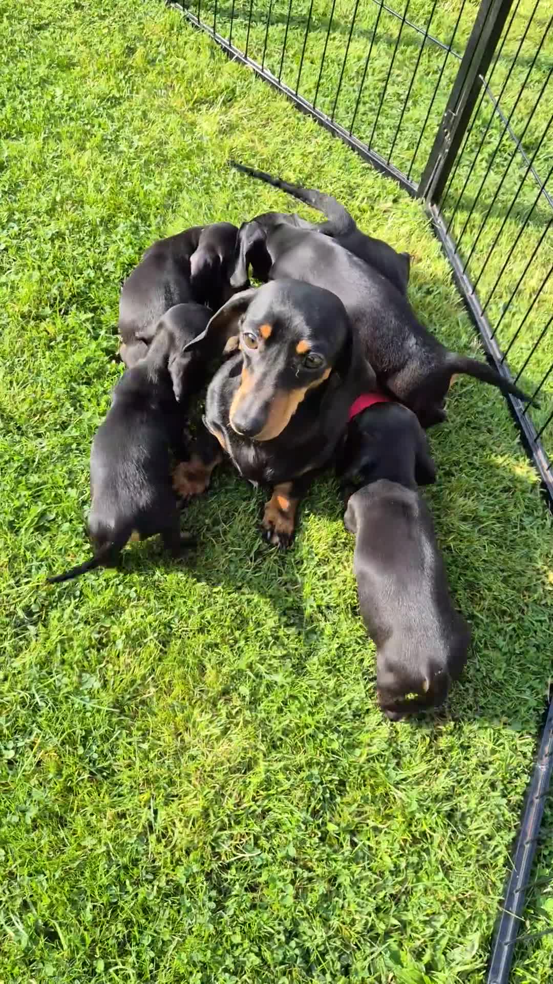 Miniature Dachshund dogs for sale: Gorgeous Kc reg Miniature smooth Dachshunds - Video 2