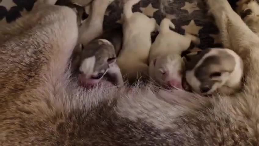 Siberian Husky dogs for sale: Siberian huskys puppys - Video 1
