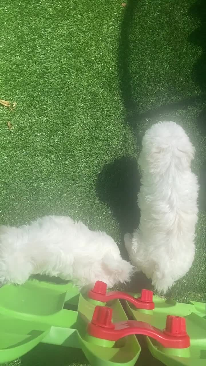 Maltese dogs for sale: Purebred Maltese Puppies Ready Now! - Video 1