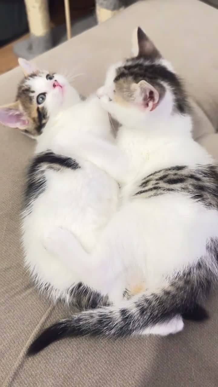 Mixed Breed cats for sale: 🐾 Beautiful Kittens for Sale 🐾 in Reading - Video 1